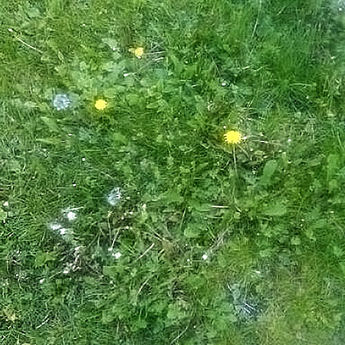 A lawn full of dandelions and other weeds.