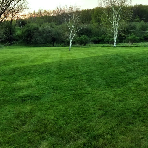 Results of de-thatching a lawn.