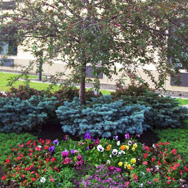 Commercial planting bed.