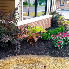 Foundation planting.